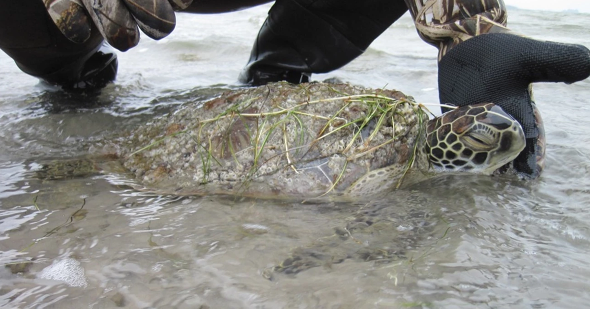 Watch: Cold-stunned sea turtles rescued from Texas coast during winter storm