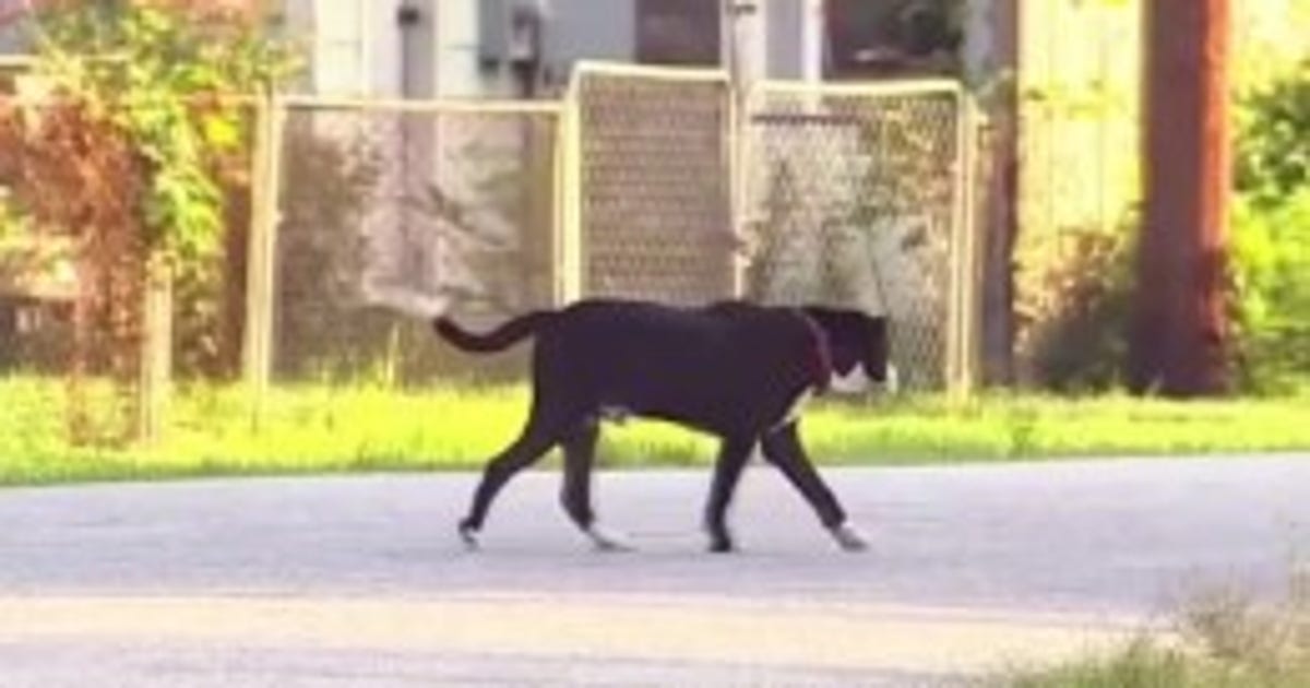 Houston non-profit working to save stray dogs, cats ahead of freezing temperatures