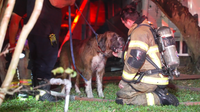 Dog rescued from large home fire by Houston firefighters