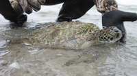 Watch: Cold-stunned sea turtles rescued from Texas coast during winter storm
