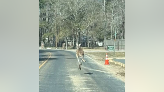 Cleveland police corral escaped kangaroo with help from Good Samaritans