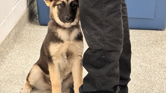 Harris County authorities rescue puppy found inside metal trunk in Channelview