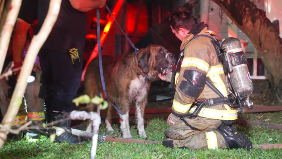 Dog rescued from large home fire by Houston firefighters