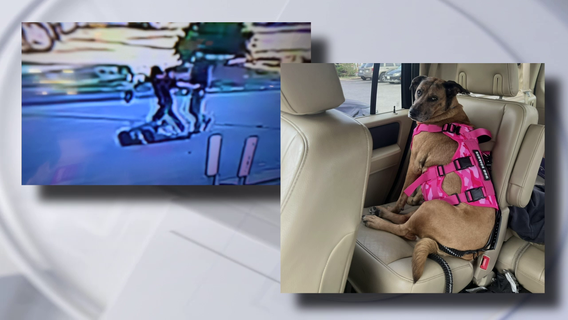 Disabled man attacked in NW Harris County, emotional support dog stolen in violent robbery
