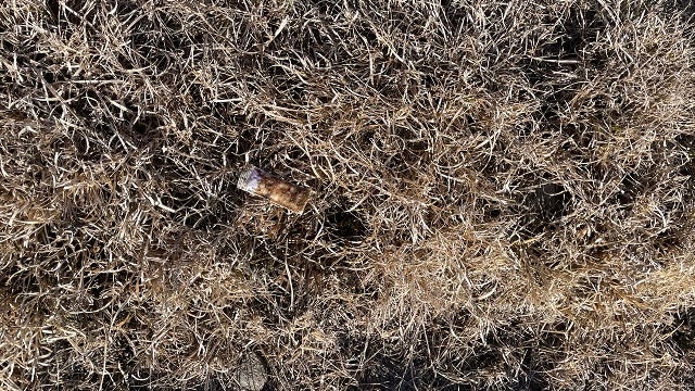 Oral rabies vaccinations will be dropped from planes, hand distributed in far West Texas