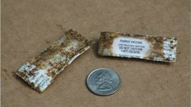 Oral rabies vaccinations will be dropped from planes, hand distributed in far West Texas