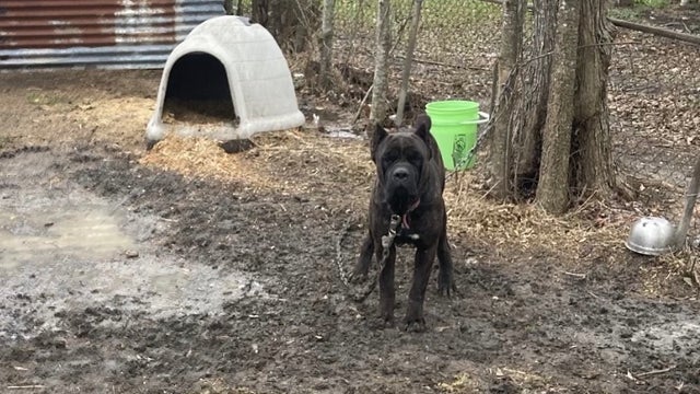 3 malnourished dogs rescued, 1 found dead at southeast Houston home