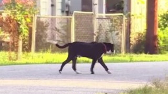 Houston winter storm: Local non-profit working to save stray dogs, cats ahead of freezing temperatures