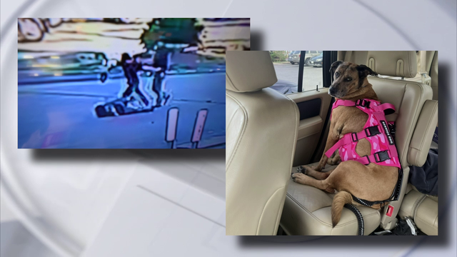 Disabled man attacked in NW Harris County, emotional support dog stolen in violent robbery