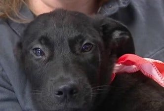 Forget flowers: Houston-area animal shelter offering free Valentine’s Day pet foster program