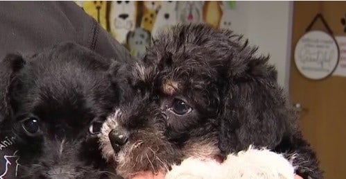 Animal shelter in Dickinson offering unconditional love for just $14 this Valentine's Day