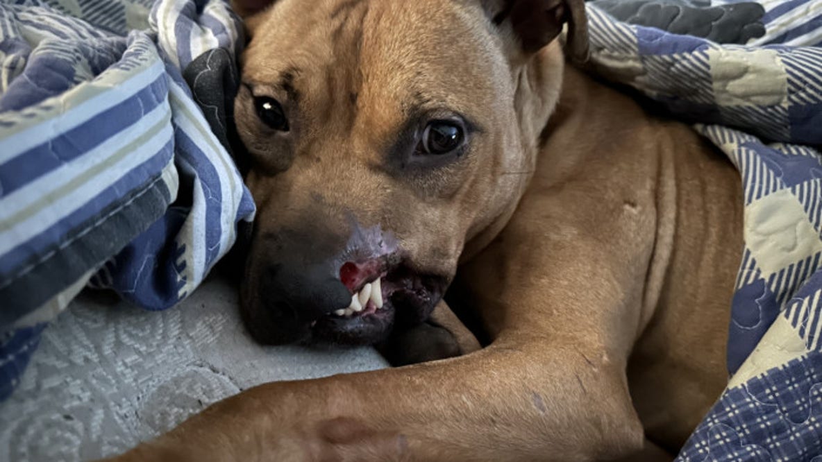 Former 'bait dog' competing to be 'America's Favorite Pet'