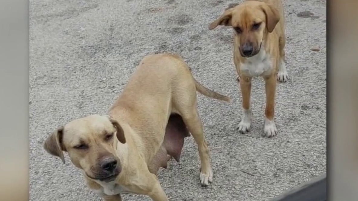 Montgomery Co. non-profit that has fixed thousands of dogs, cats seeks community’s help