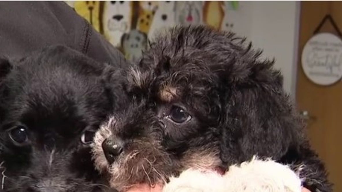 Animal shelter in Dickinson offering unconditional love for just $14 this Valentine's Day