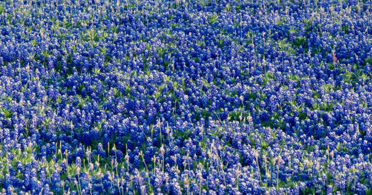 Spring 2026: What does The Old Farmer’s Almanac forecast for Texas?
