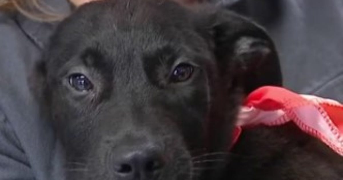 Houston-area animal shelter offering free Valentine’s Day pet foster program