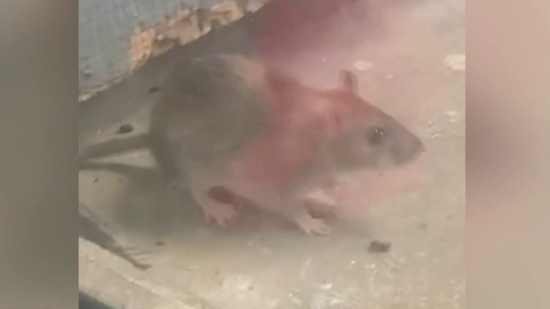 Residents raise health concerns at Northeast Houston apartment complex