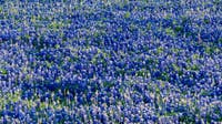 Spring 2026: What does The Old Farmer’s Almanac forecast for Texas?