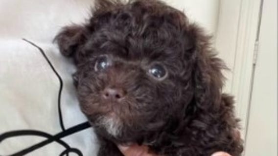 Small dog killed in attack at Johnnie Steele Dog Park in Houston