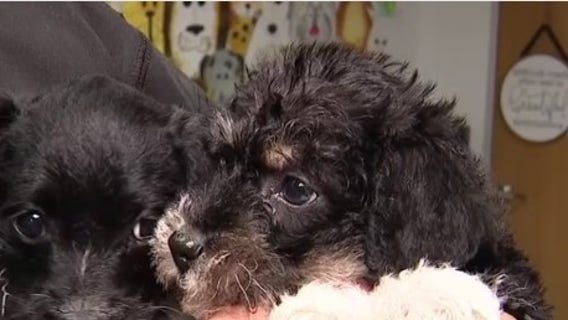 Animal shelter in Dickinson offering unconditional love for just $14 this Valentine's Day