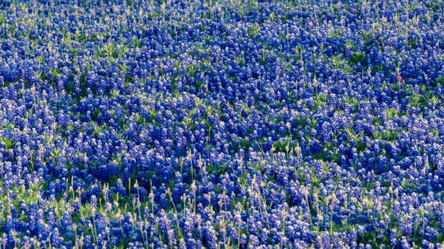 Spring 2026: What does The Old Farmer’s Almanac forecast for Texas?