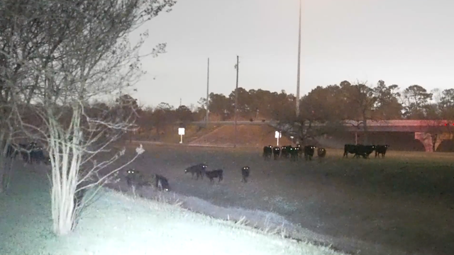 Cows escape property near Oates Prairie, wrangled back home