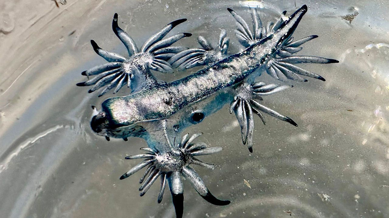 Blue dragons spotted on Texas beaches as spring break season begins