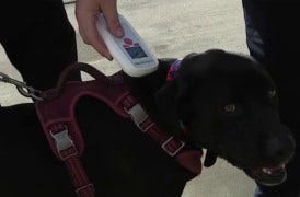 Harris County Veterinary Health expands program with fire departments to help get lost pets back home