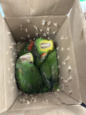 Box of parrots seized from SUV crossing Texas border