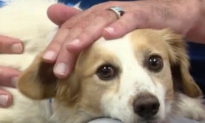 Animal shelter volunteer with Spinal Stenosis helps anxious dogs find homes