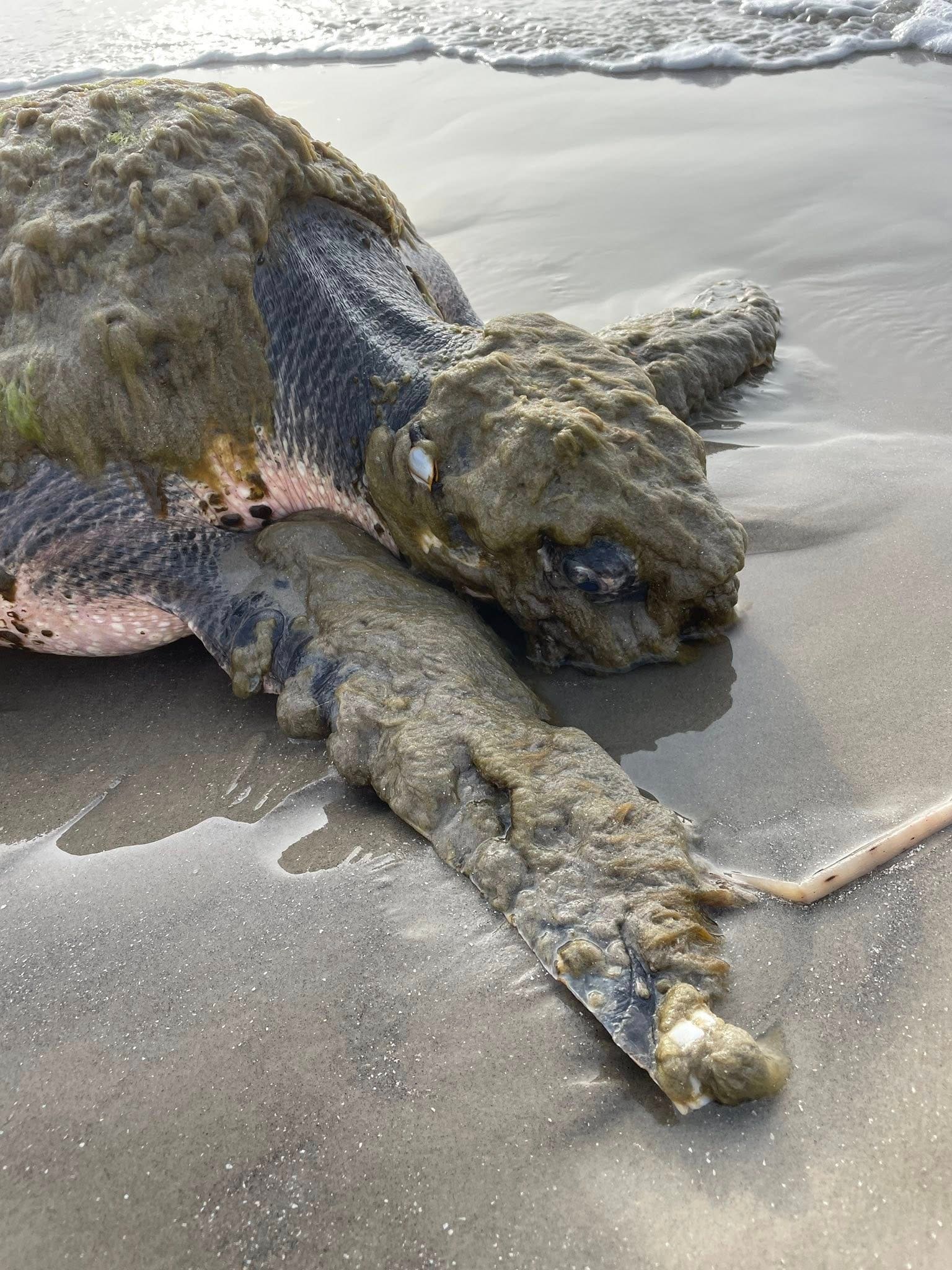 Endangered sea turtle washes up on Texas beach, recovering after Houston Zoo emergency visit