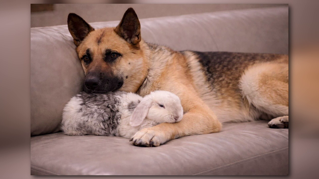 Judge spares German Shepherd 'Hachi' after Christmas Eve bite case, ending months-long euthanasia fight