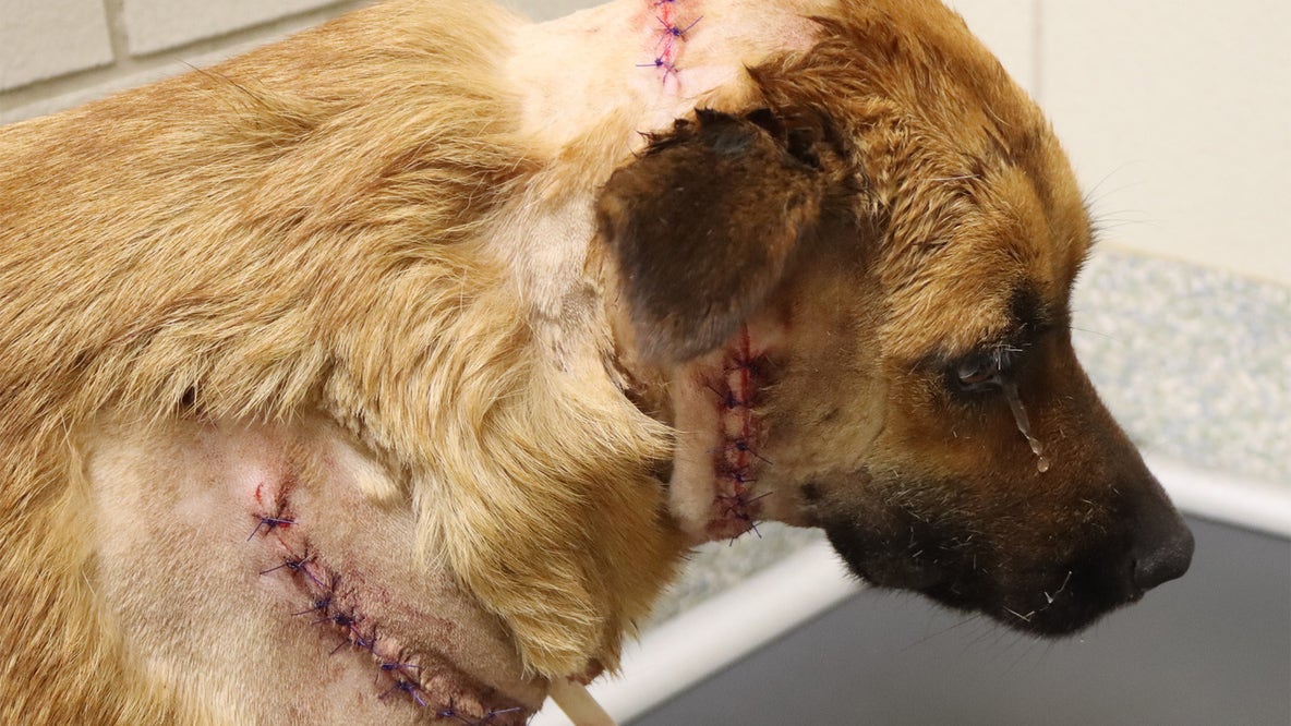 Houston SPCA investigate vicious attack on dog suffering deep cuts
