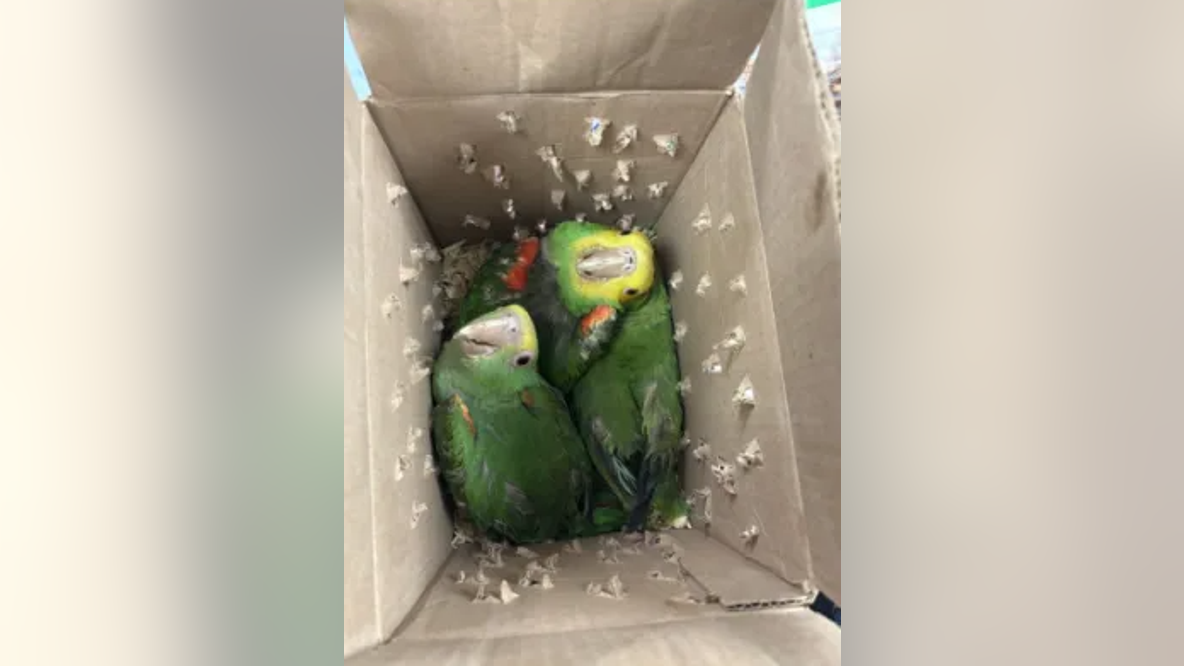 Box of parrots seized from SUV crossing Texas border