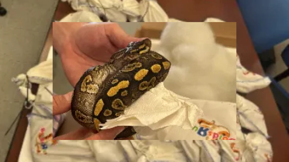 39 pythons found hidden in semi at Texas-Mexico border