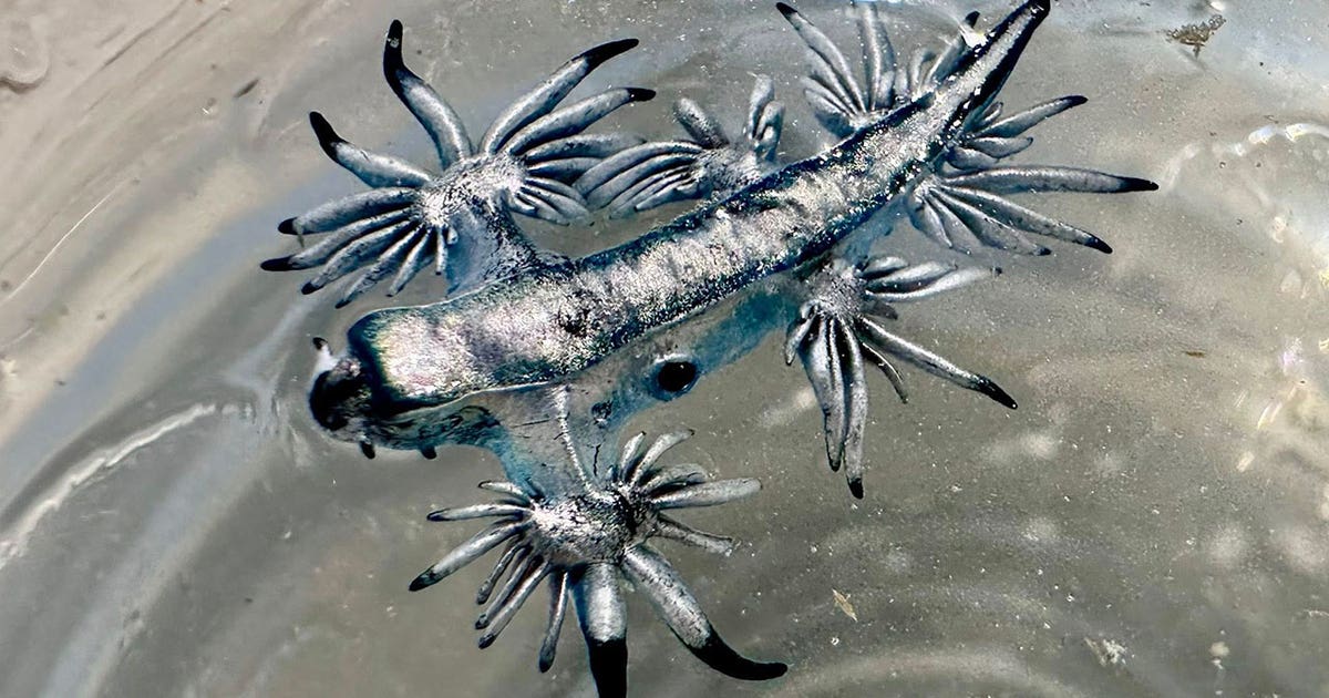 Blue dragons spotted on Texas beaches as spring break season begins