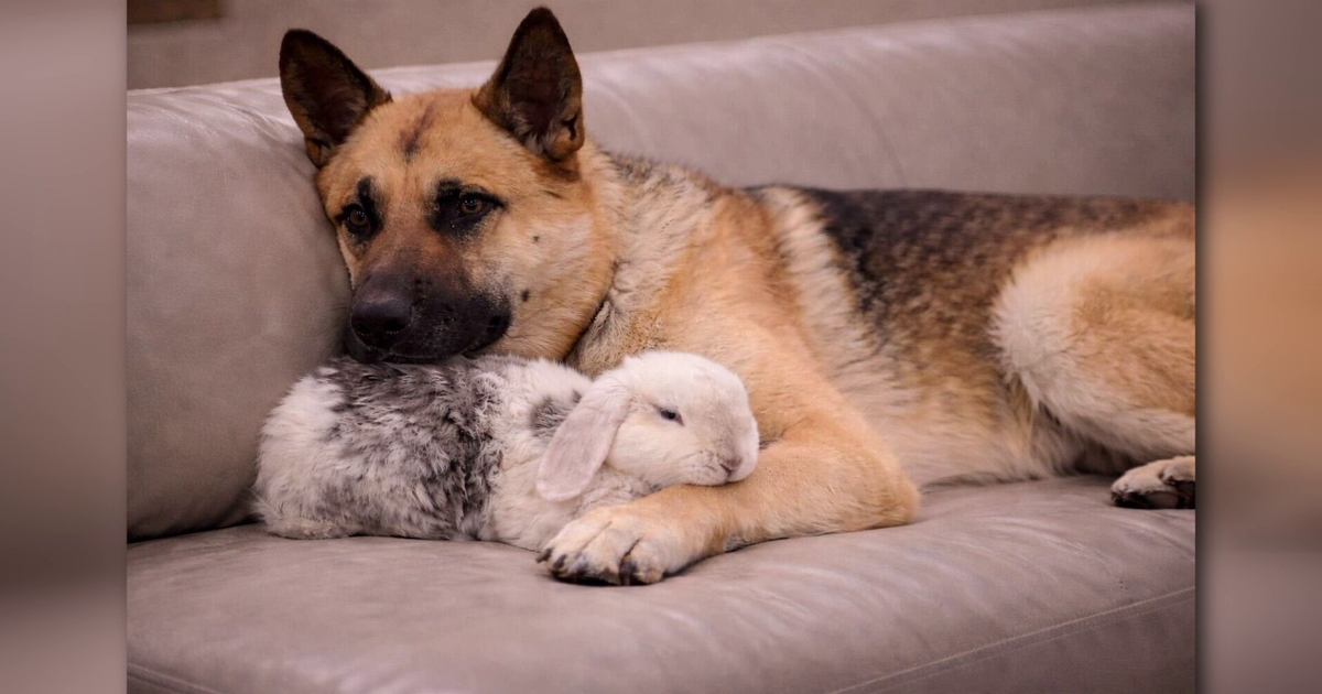 Judge spares German Shepherd 'Hachi' after Christmas Eve bite case, ending months-long euthanasia fight