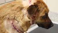 Houston SPCA investigate vicious attack on dog suffering deep cuts