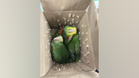 Box of parrots seized from SUV crossing Texas border