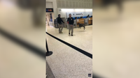 Airport sniffer dog at IAH caught playing while working: VIDEO