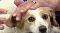 Animal shelter volunteer with Spinal Stenosis helps anxious dogs find homes