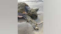 Endangered sea turtle washes up on Texas beach, recovering after Houston Zoo emergency visit