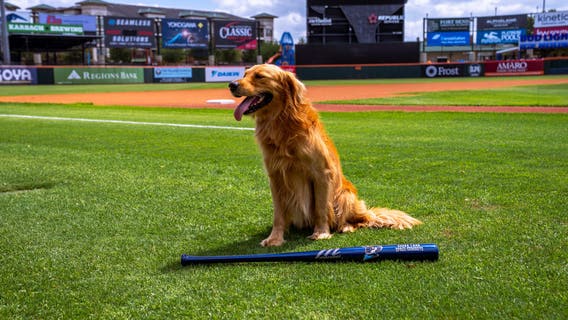 Meet Muffin: Sugar Land Space Cowboys debut new bat dog for 2026 season