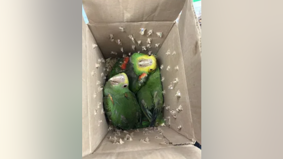 Box of parrots seized from SUV crossing Texas border