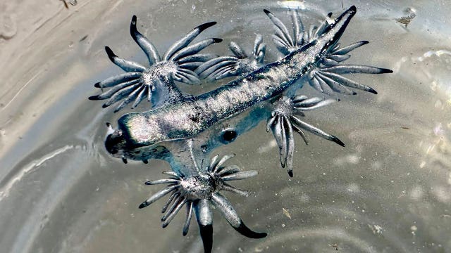 Blue dragons spotted on Texas beaches as spring break season begins