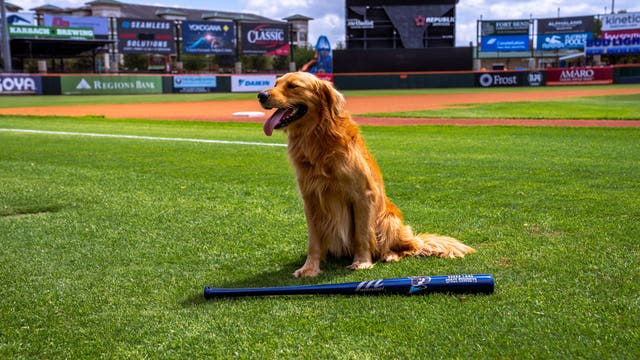 Meet Muffin: Sugar Land Space Cowboys debut new bat dog for 2026 season