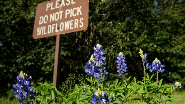 Where to find the best bluebonnets in Houston this Spring