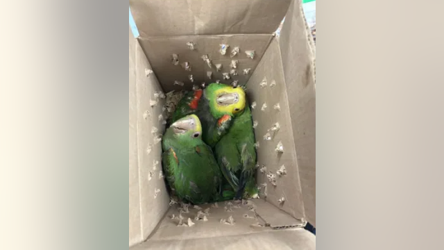 Box of parrots seized from SUV crossing Texas border
