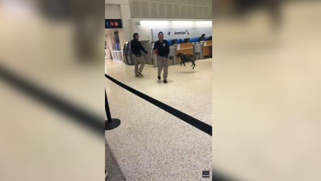 Airport sniffer dog at IAH caught playing while working: VIDEO