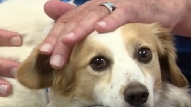 Animal shelter volunteer with Spinal Stenosis helps anxious dogs find homes